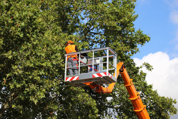 Leaf Removal in Cass City, MI